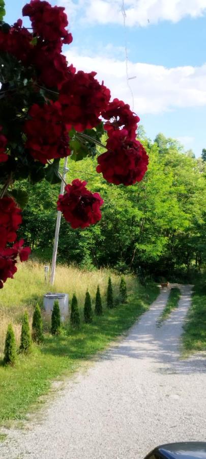 Villa Casa Dunca Sighetu Marmaţiei Esterno foto
